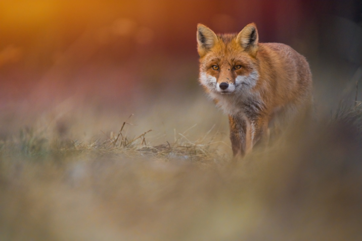 Fot&#x2e;&#x20;Wojciech&#x20;Sobiesiak&#x20;-&#x20;Lis&#x20;w&#x20;naturze&#x2e;